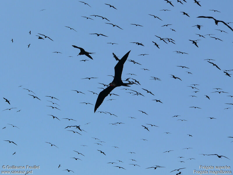 Magnificent Frigatebird, Flight