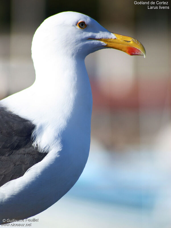 Yellow-footed Gull