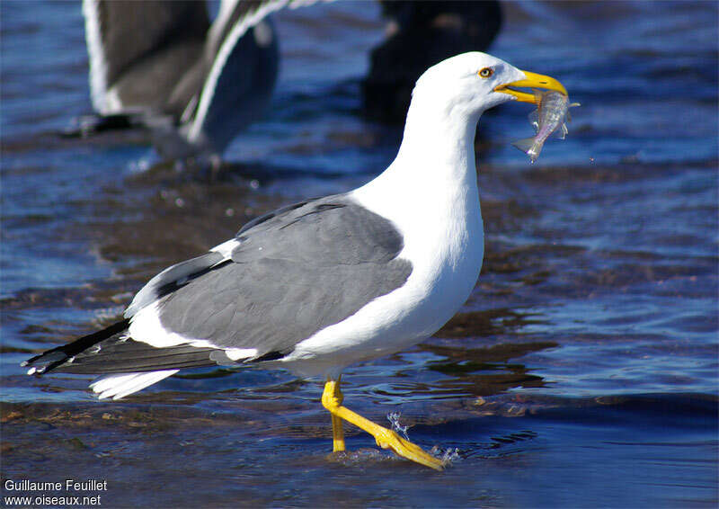 Goéland de Cortezadulte, identification