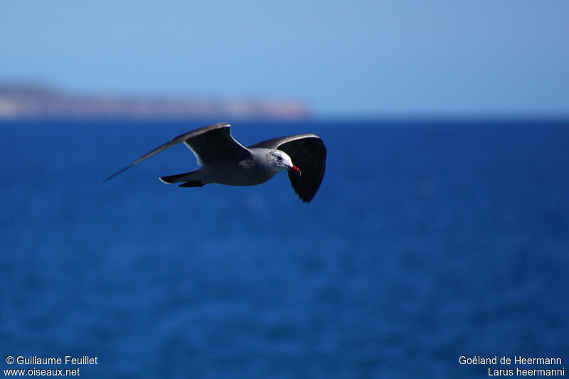 Heermann's Gull