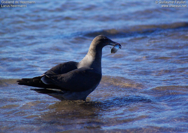 Heermann's Gull