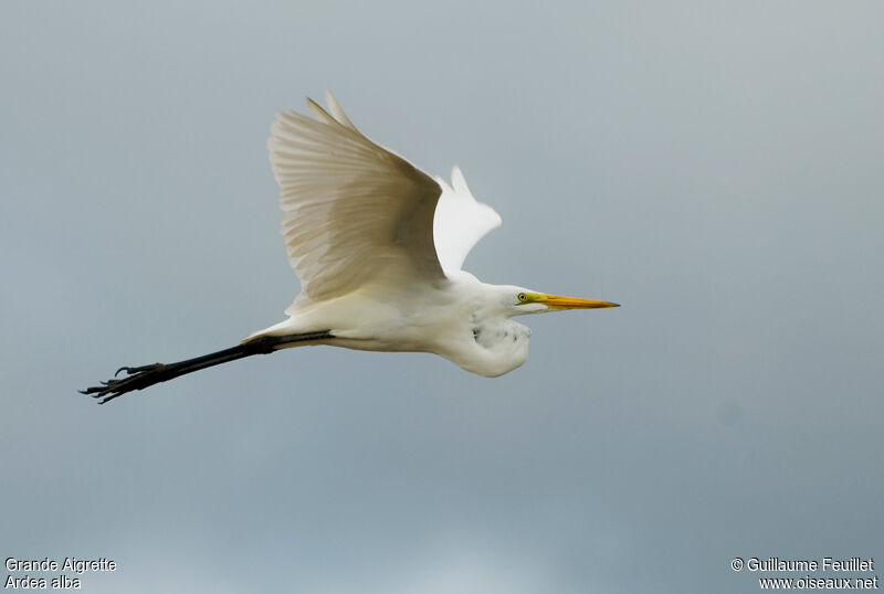 Great Egret