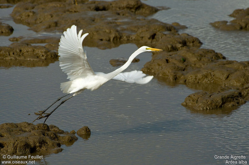 Grande Aigrette