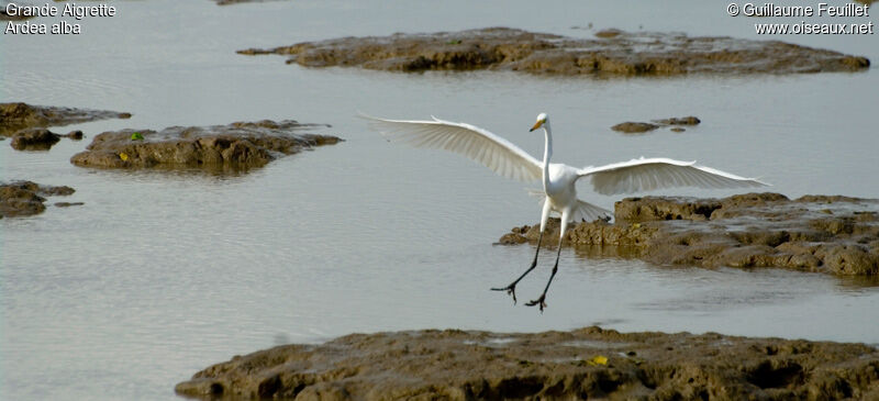 Grande Aigrette