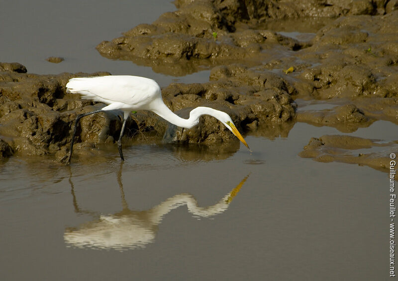 Great Egret