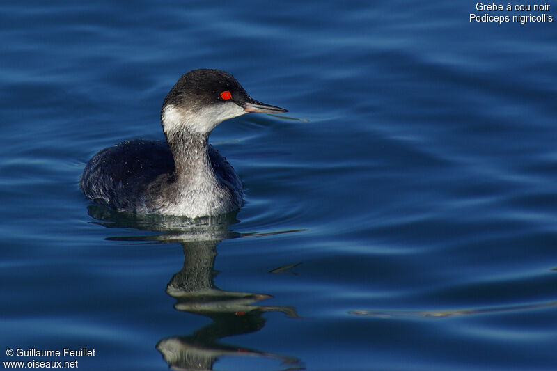 Black-necked Grebe