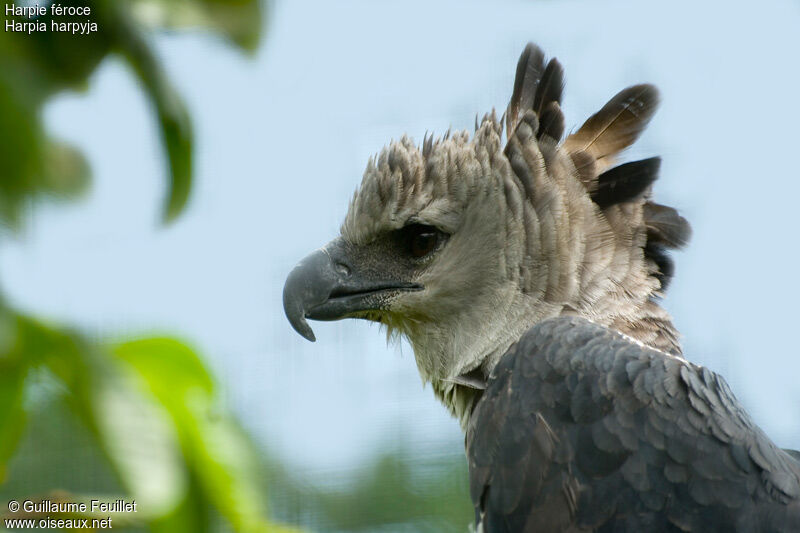 Harpy Eagle, identification