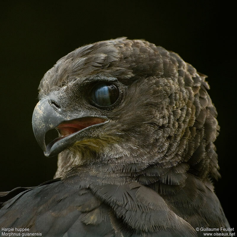 Crested Eagle