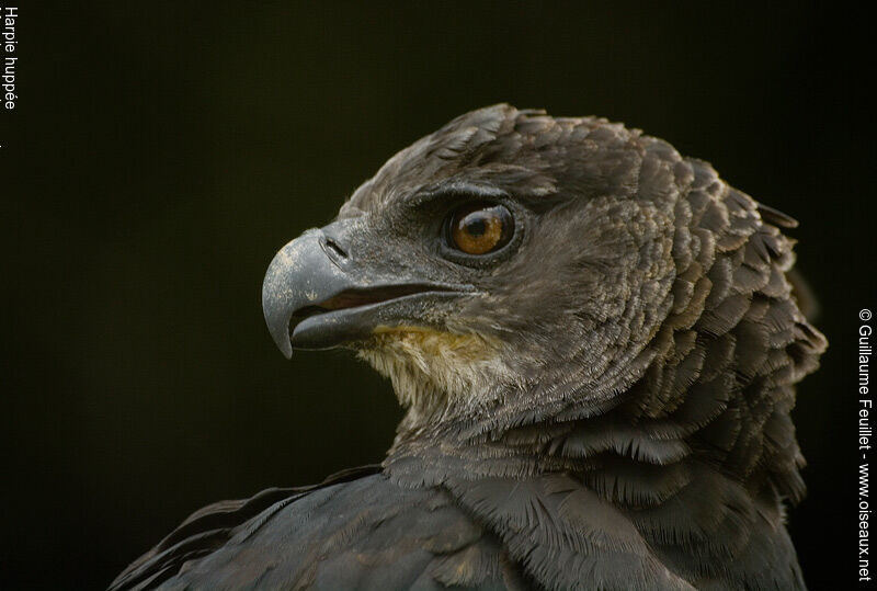 Crested Eagle