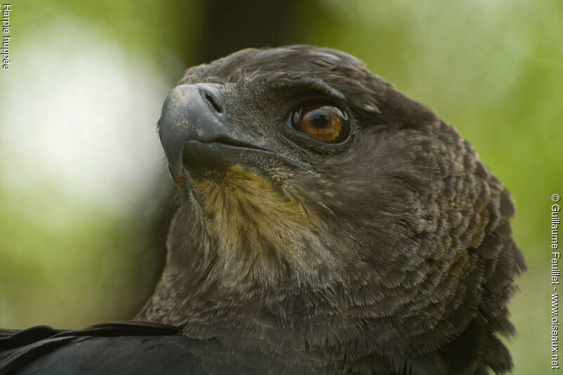 Crested Eagle