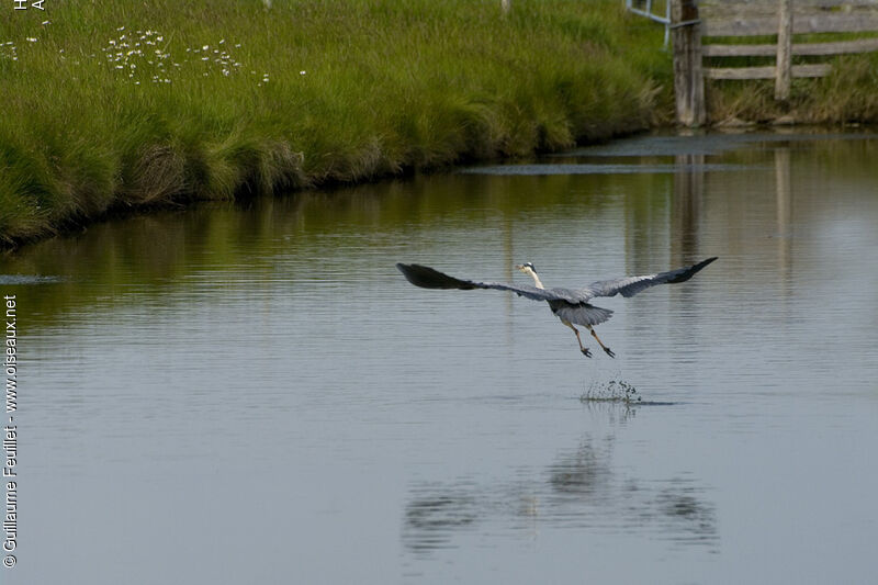 Grey Heron