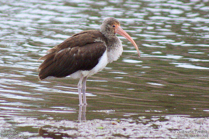 Ibis blancimmature