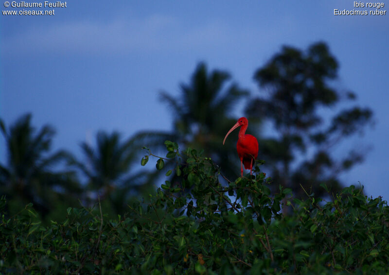 Scarlet Ibis