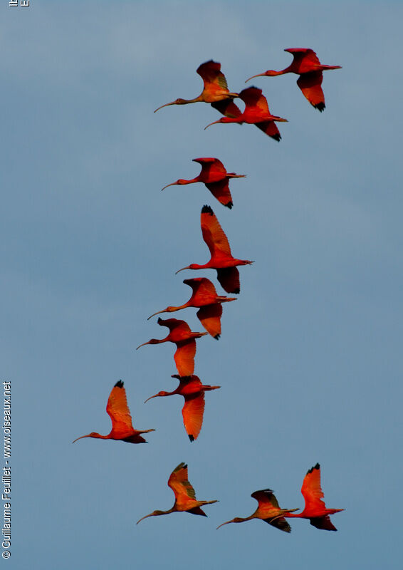 Scarlet Ibis