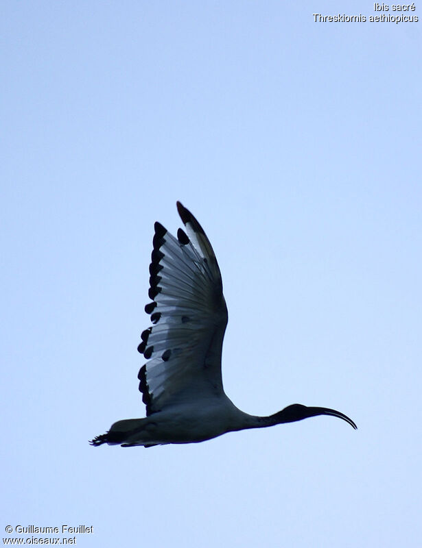 African Sacred Ibis