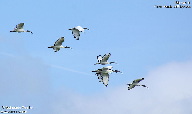 African Sacred Ibis