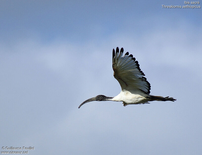 African Sacred Ibis, Flight