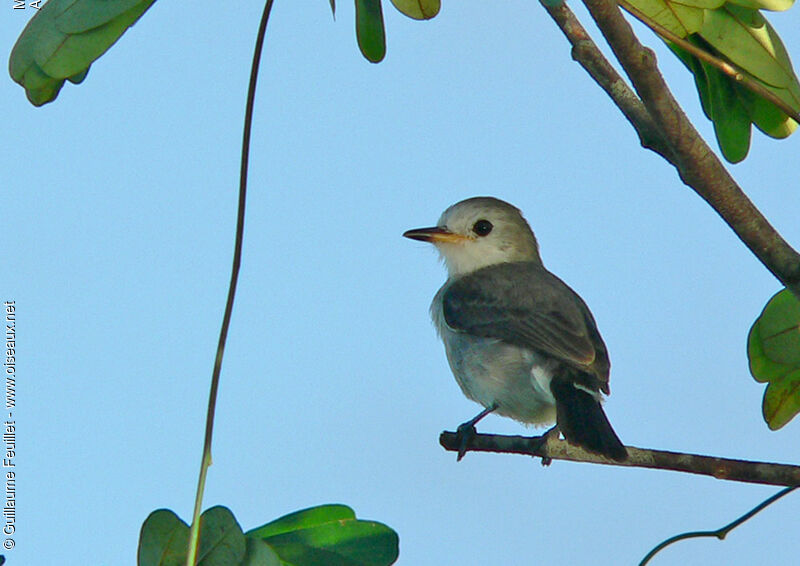 White-headed Marsh Tyrant female