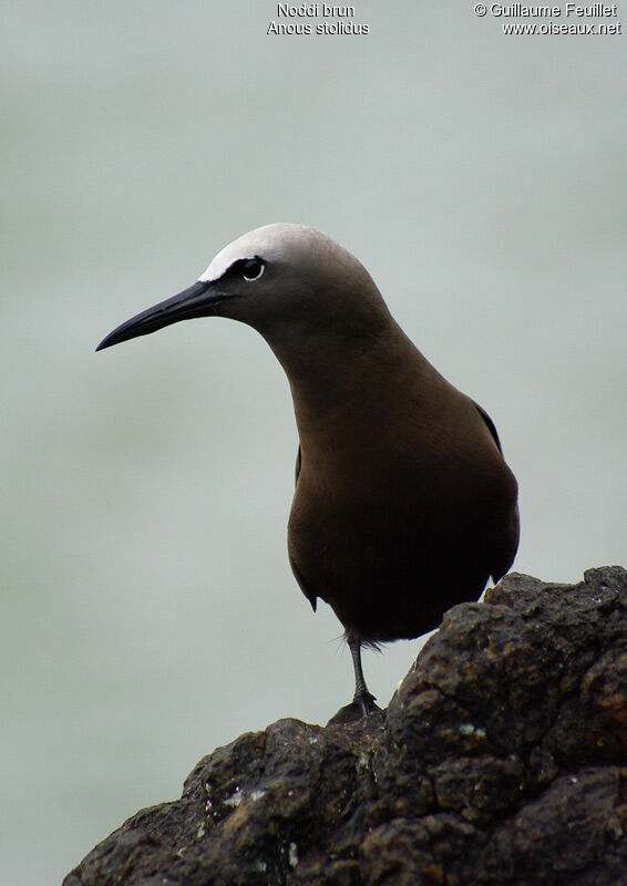 Brown Noddy, identification