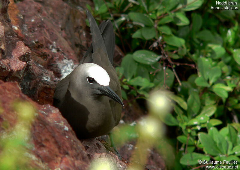 Brown Noddy