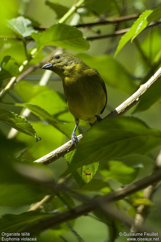 Violaceous Euphonia female