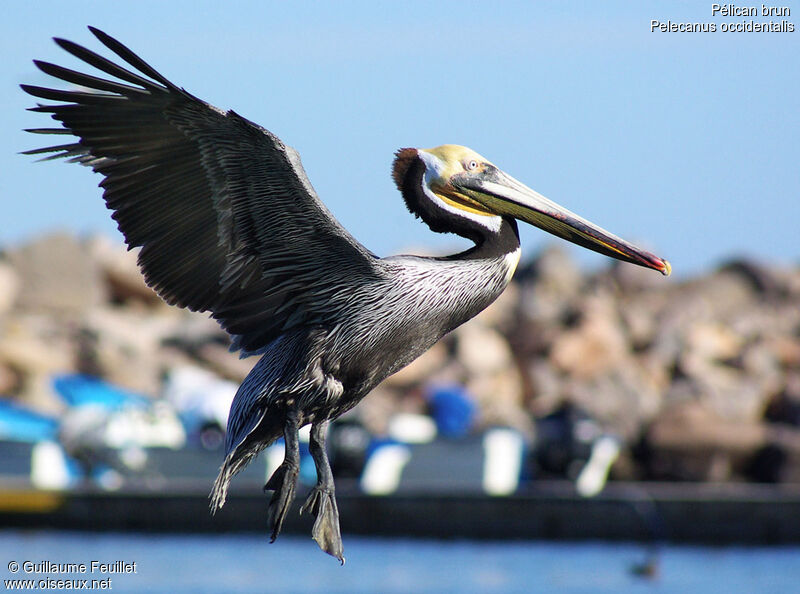 Brown Pelican