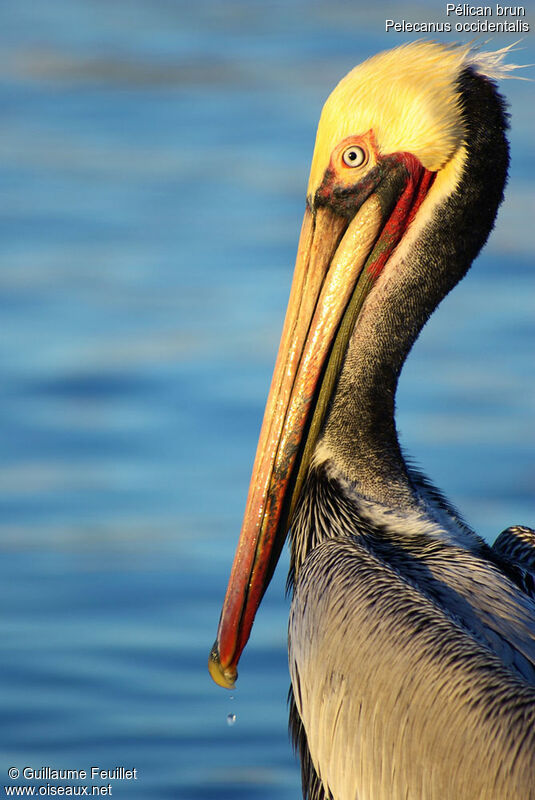 Brown Pelican