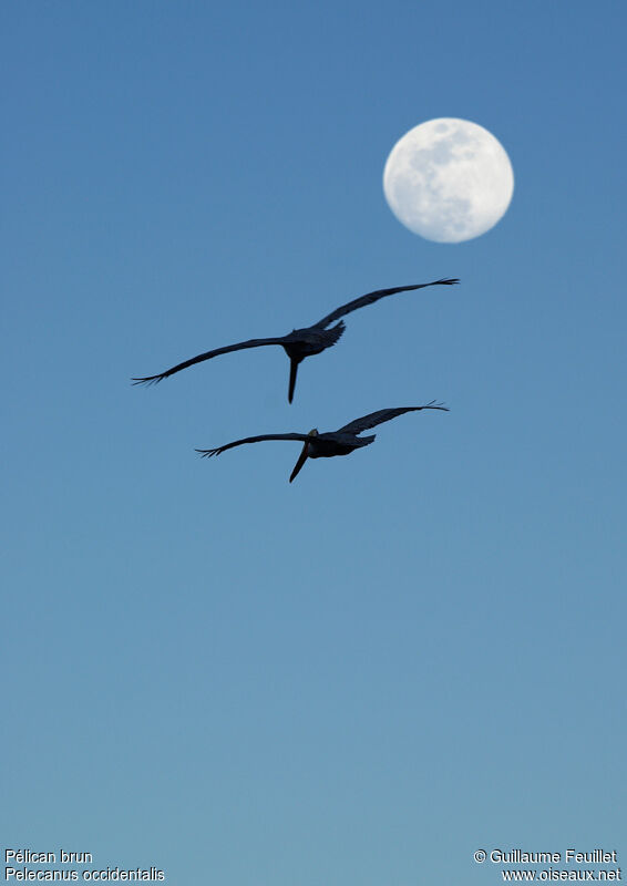 Brown Pelican