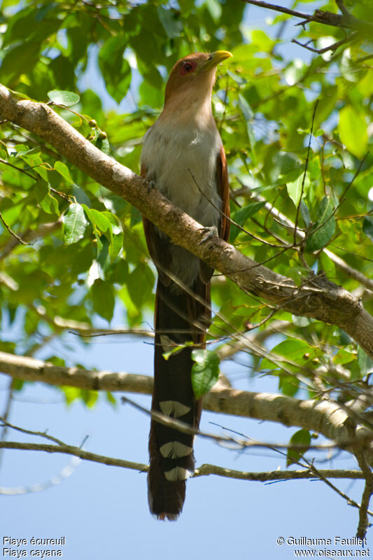 Piaye écureuil, identification