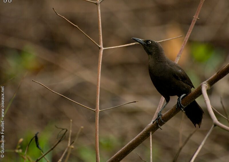 Carib Grackle, identification