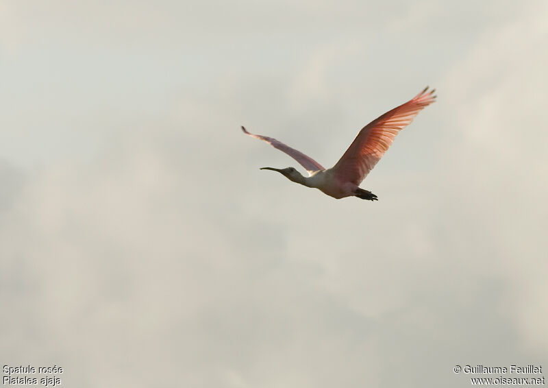 Roseate Spoonbill, Flight