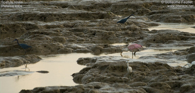 Roseate Spoonbill