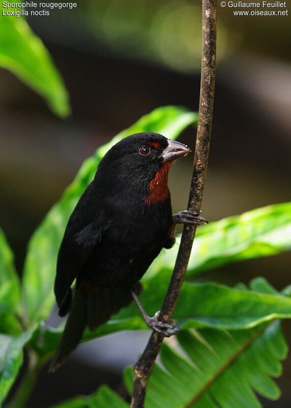 Lesser Antillean Bullfinch