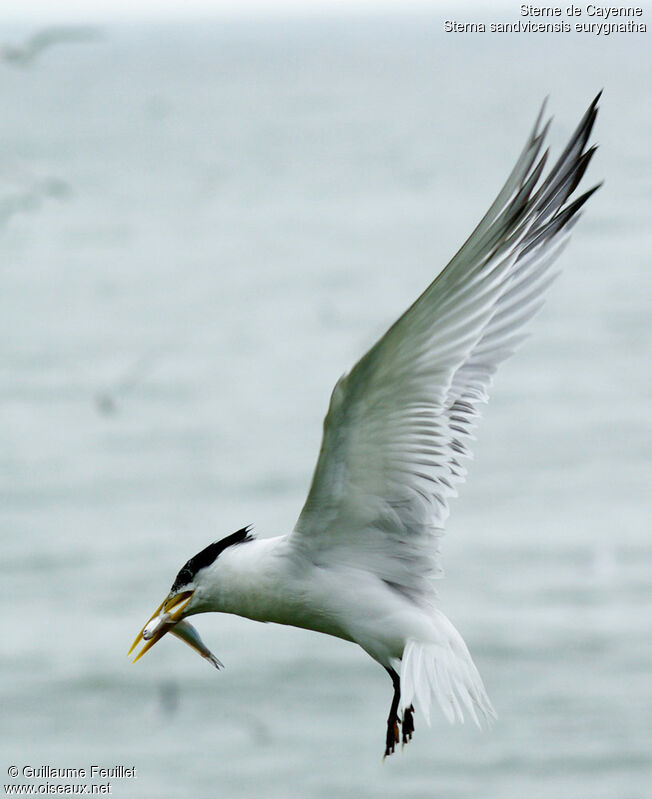 Cabot's Tern (eurygnathus), Flight