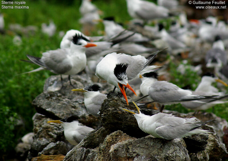 Royal Tern