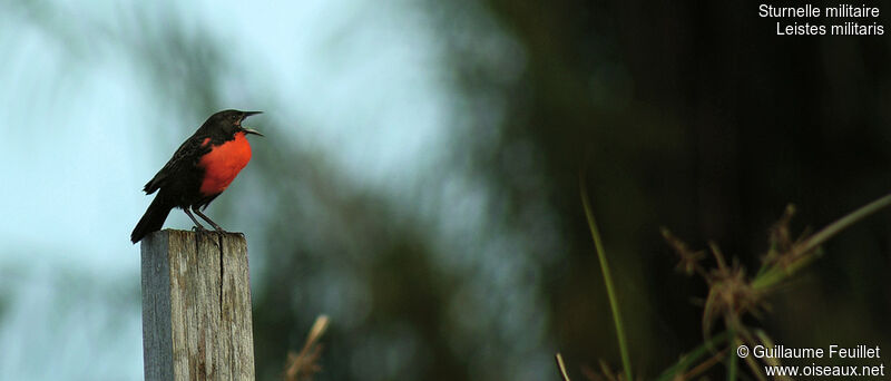 Red-breasted Meadowlark