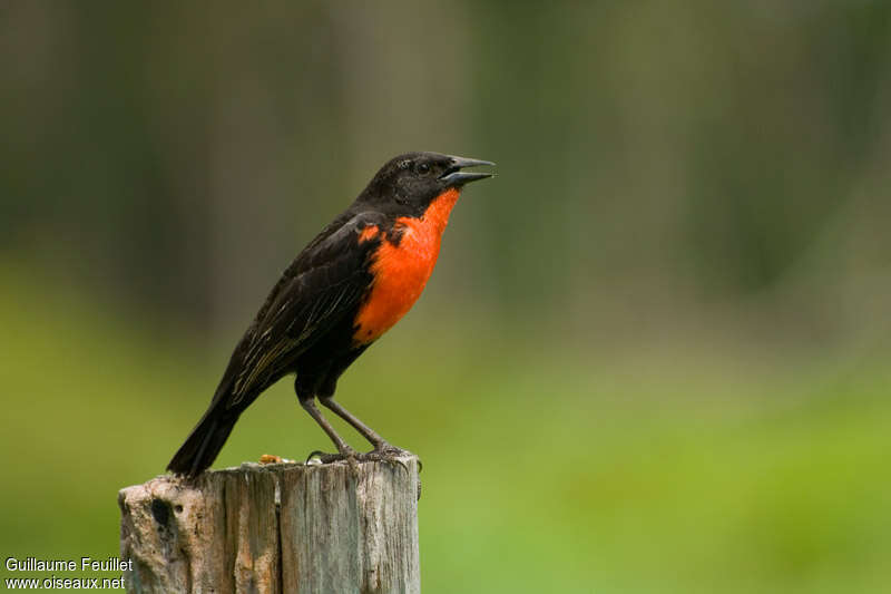 Red-breasted Meadowlark male adult breeding, identification