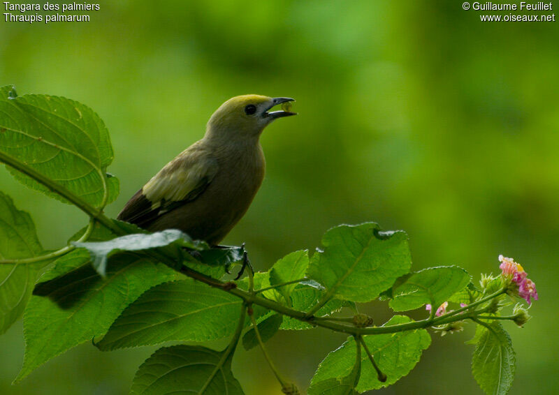 Palm Tanager, feeding habits