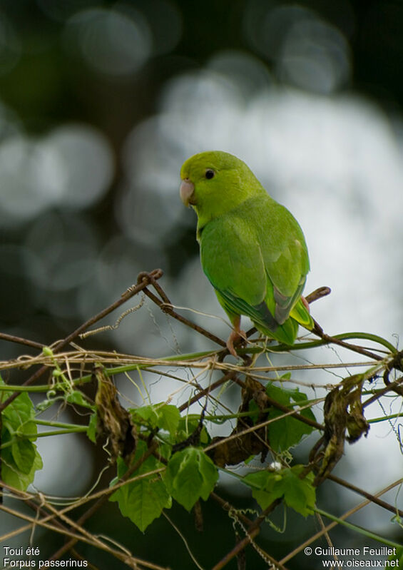 Green-rumped Parrotlet