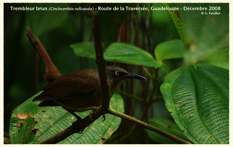 Brown Trembler, identification