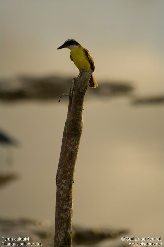 Great Kiskadee