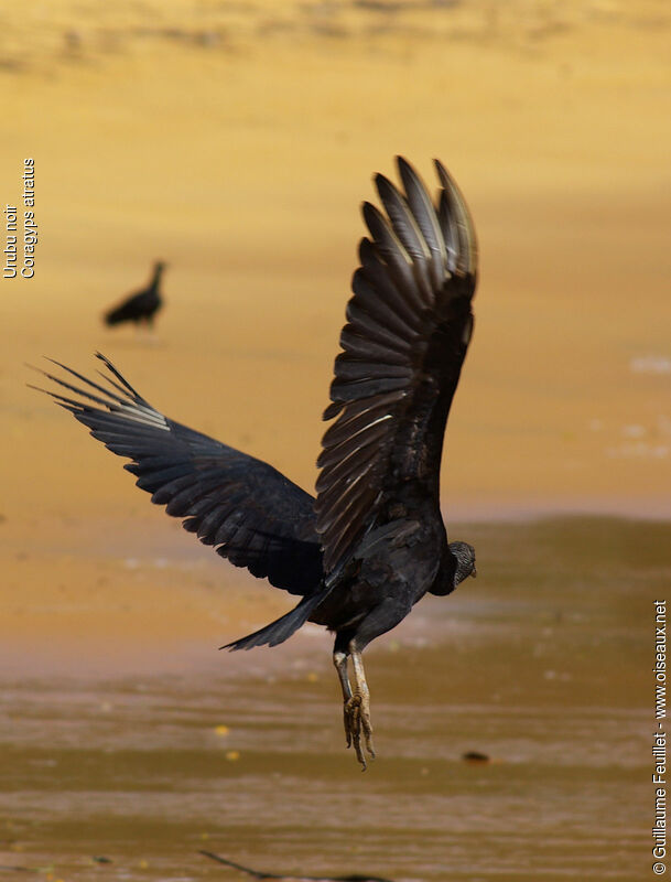 Black Vulture