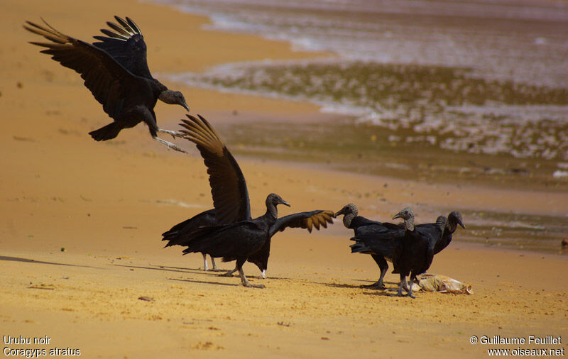 Black Vulture