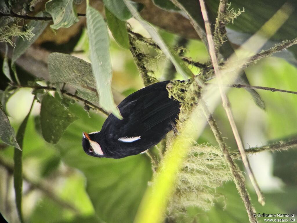 Solitaire noir - Grive coracine<br />