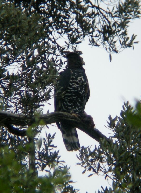 Aigle couronnéadulte