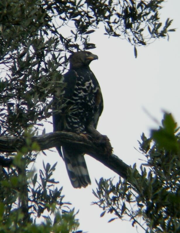 Aigle couronnéadulte, identification