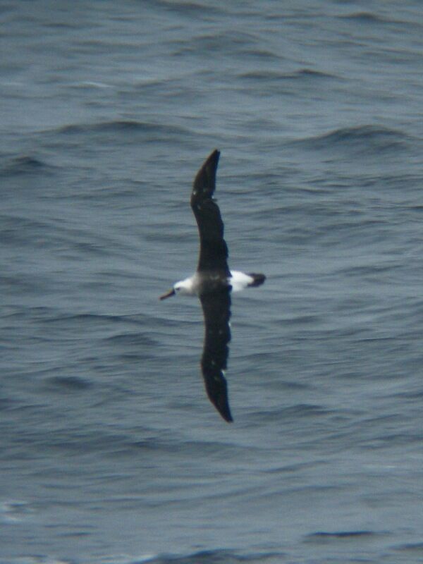 Atlantic Yellow-nosed Albatrossadult