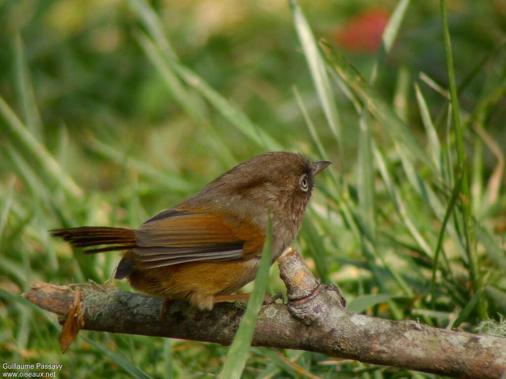 Taiwan Fulvetta - Fulvetta de Taïwan