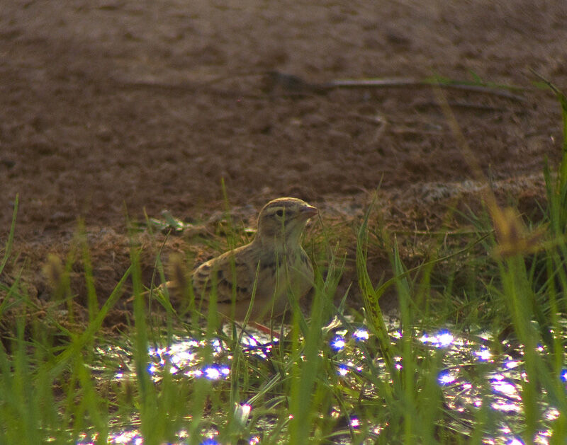 Greater Short-toed Larkadult