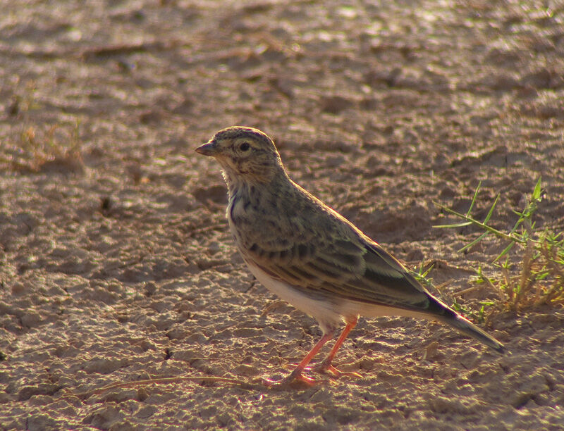 Mediterranean Short-toed Larkadult transition, identification